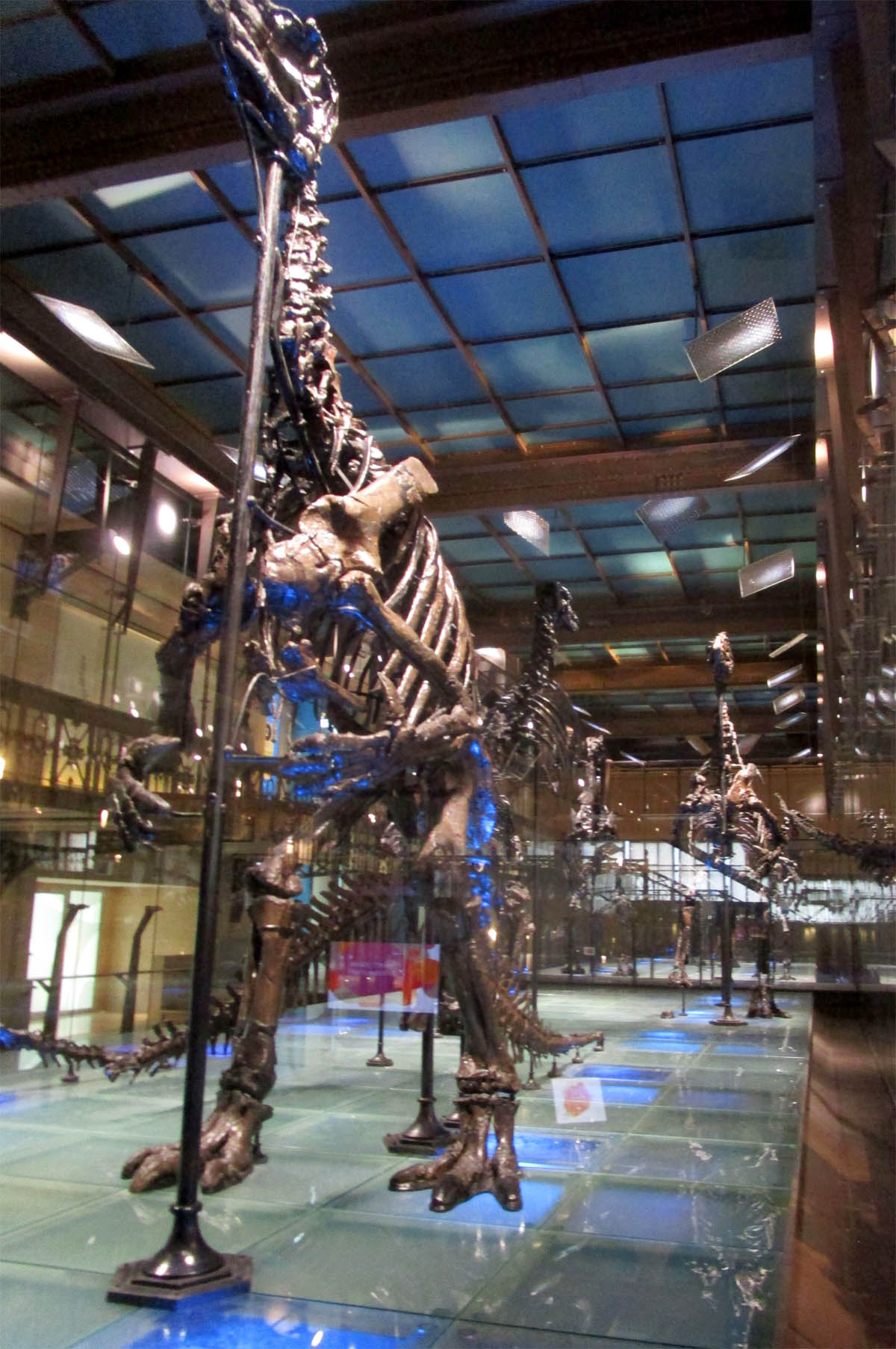 Iguanodonherde von Bernissart